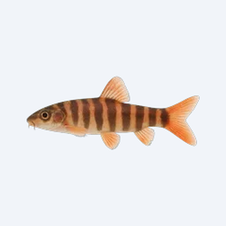 Redfin Tiger Loach (Cobitoidea sp.) in a freshwater aquarium