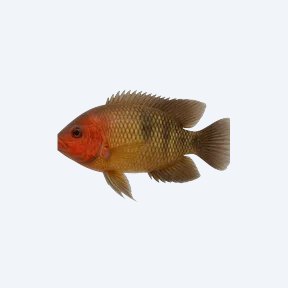 Redhead Cichlid (Cichlidae sp.) in a planted freshwater aquarium