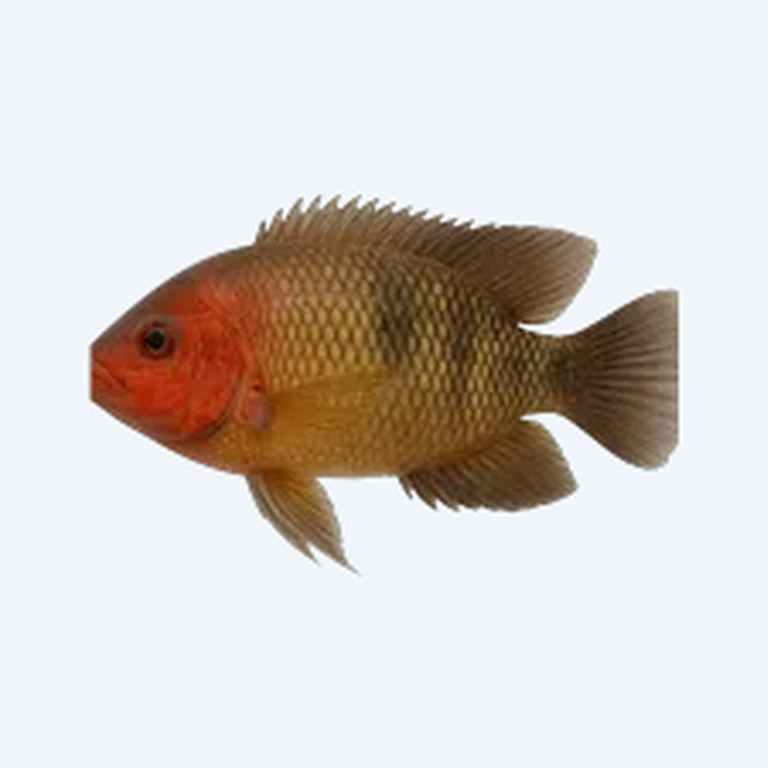 Redhead Cichlid (Cichlidae sp.) in a freshwater aquarium