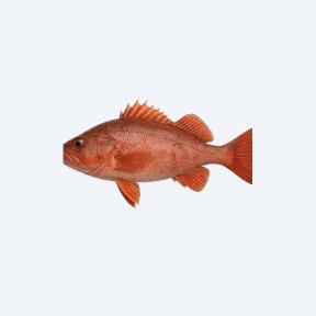 Redhook (Myloplus rubripinnis) in a planted freshwater aquarium
