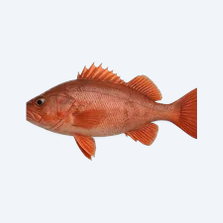 Redhook (Myloplus rubripinnis) in a freshwater aquarium