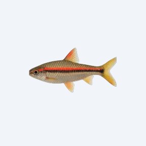 Redline Torpedo Barb (Sahyadria denisonii) in a planted freshwater aquarium