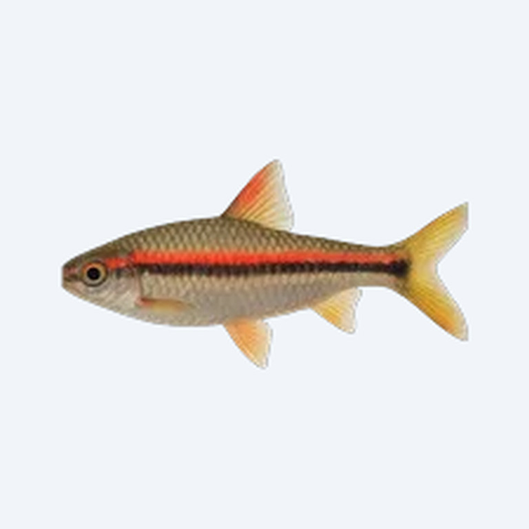 Redline Torpedo Barb (Sahyadria denisonii) in a freshwater aquarium