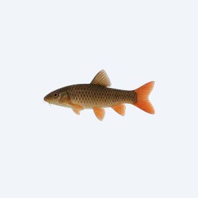 Redtail Loach (Cobitoidea sp.) in a planted freshwater aquarium