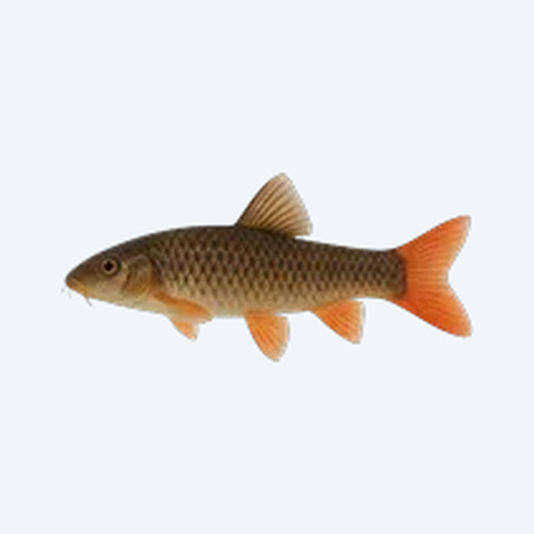 Redtail Loach (Cobitoidea sp.) in a freshwater aquarium