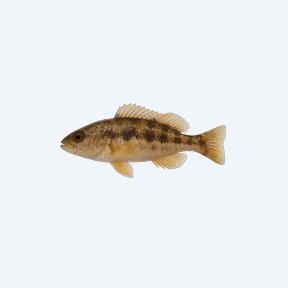 Riceland Prawn (Macrobrachium sp.) in a planted freshwater aquarium
