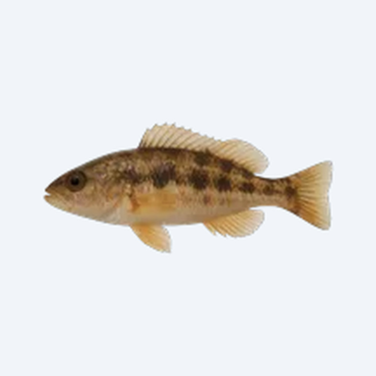 Riceland Prawn (Macrobrachium sp.) in a planted freshwater aquarium