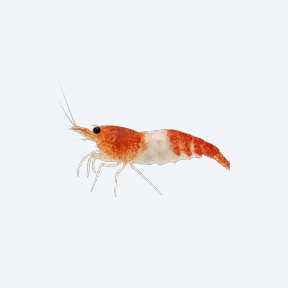 Rili Shrimp (Neocaridina davidi) in a planted freshwater aquarium
