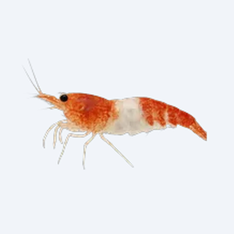 Rili Shrimp (Neocaridina davidi) in a freshwater aquarium