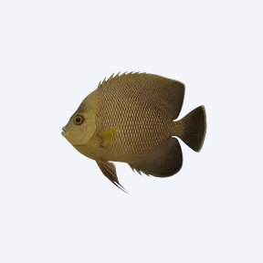 Roman Nose Angelfish (Pterophyllum scalare) in a planted freshwater aquarium