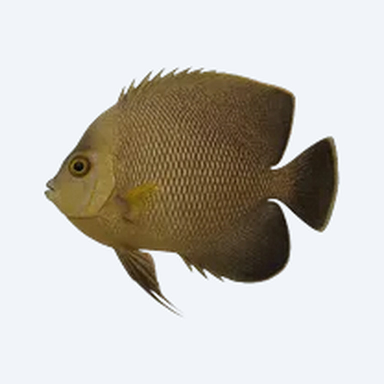 Roman Nose Angelfish (Pterophyllum scalare) in a planted freshwater aquarium