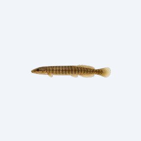 Rope Fish (Erpetoichthys calabaricus) in a planted freshwater aquarium