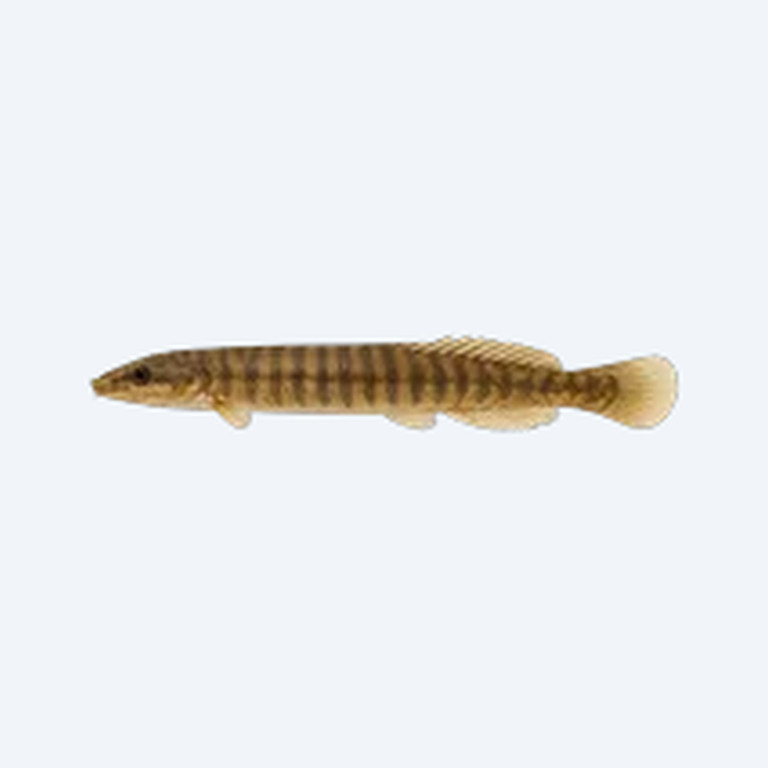 Rope Fish (Erpetoichthys calabaricus) in a planted freshwater aquarium
