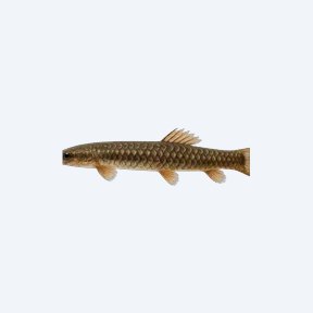 Ropefish (Erpetoichthys calabaricus) in a planted freshwater aquarium