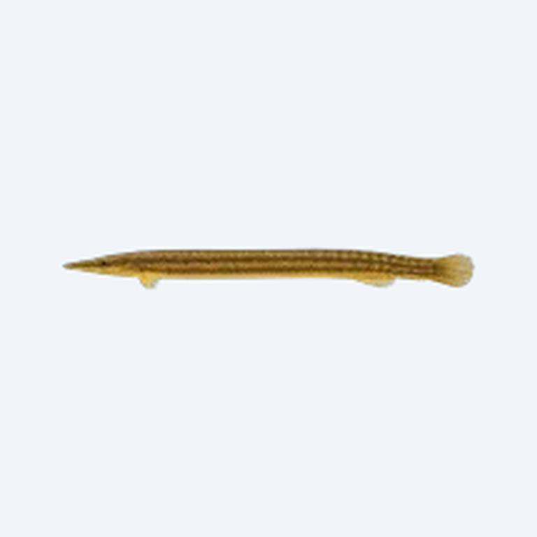 Ropefish (Erpetoichthys calabaricus) in a freshwater aquarium