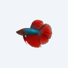 Rosetail Betta (Betta splendens) in a planted freshwater aquarium