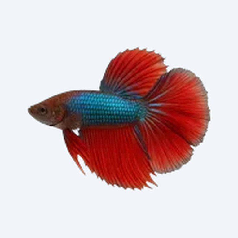 Rosetail Betta (Betta splendens) in a freshwater aquarium