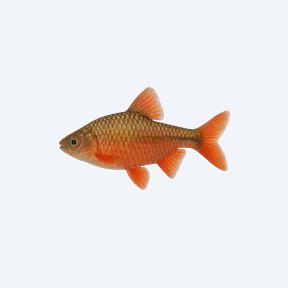 Rosy Barb (Pethia conchonius) in a planted freshwater aquarium