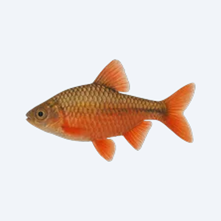 Rosy Barb (Pethia conchonius) in a planted freshwater aquarium