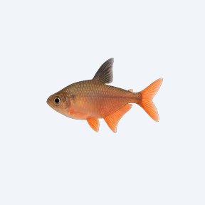 Rosy Tetra (Characidae sp.) in a planted freshwater aquarium