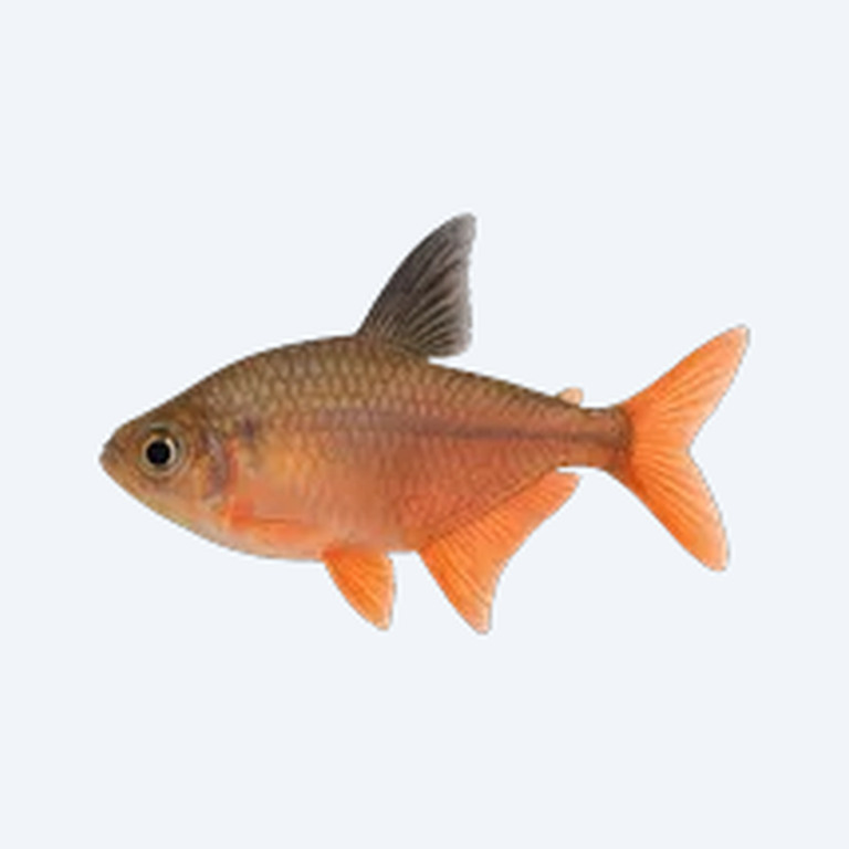 Rosy Tetra (Characidae sp.) in a freshwater aquarium