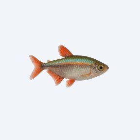 Royal Tetra (Characidae sp.) in a planted freshwater aquarium