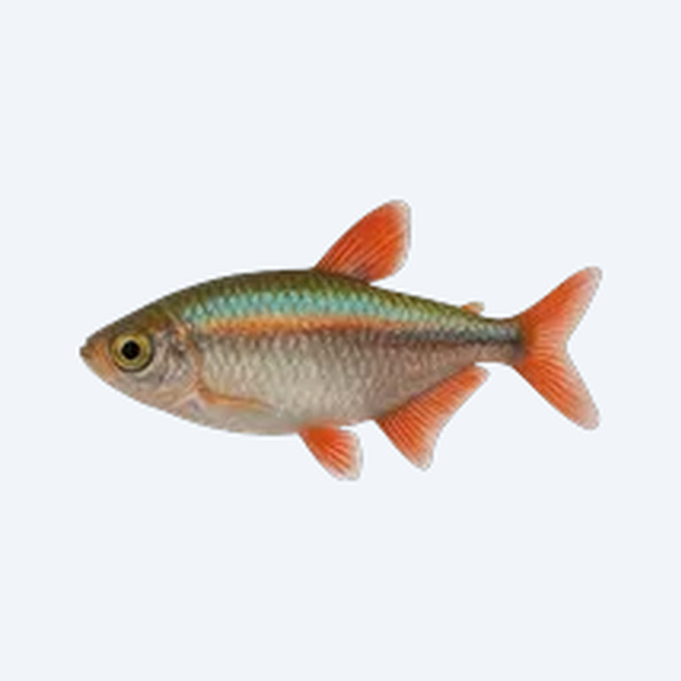 Royal Tetra (Characidae sp.) in a freshwater aquarium
