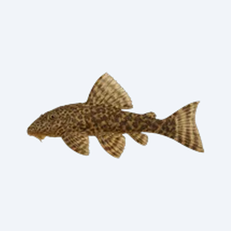 Rubberlip Pleco (Chaetostoma milesi) in a planted freshwater aquarium