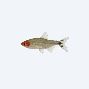 Rummy-nose Tetra (Hemigrammus bleheri) in a planted freshwater aquarium