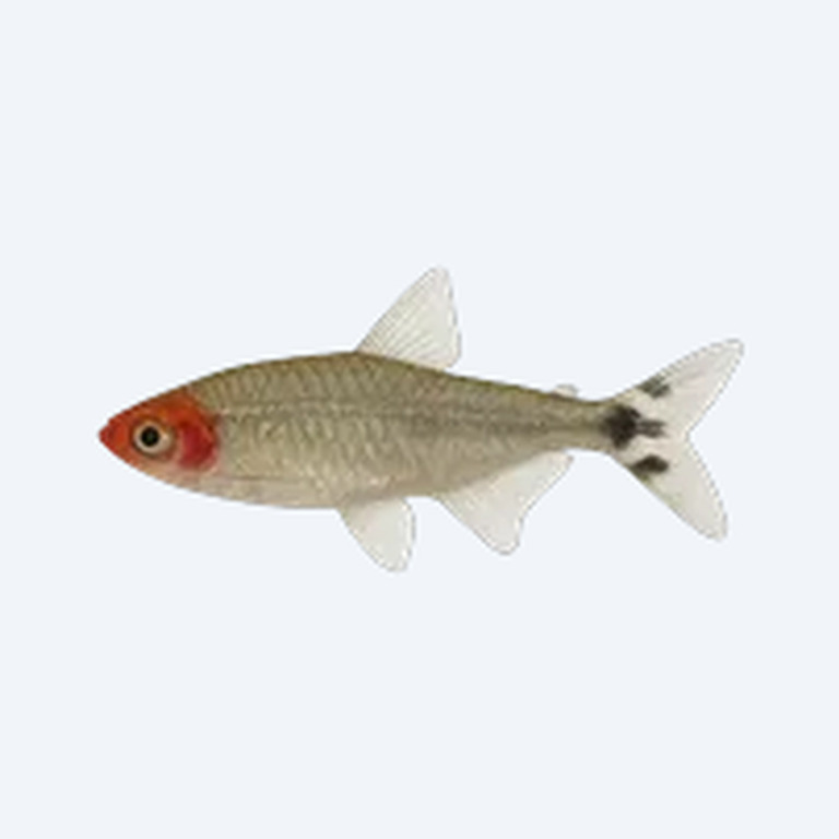 Rummy-nose Tetra (Hemigrammus bleheri) in a planted freshwater aquarium