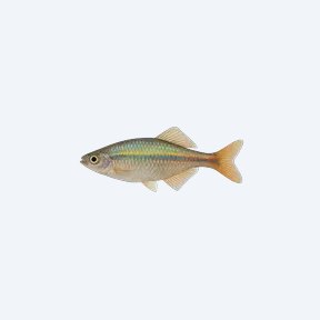 Running River Rainbowfish (Melanotaenia runningriverensis) in a planted freshwater aquarium