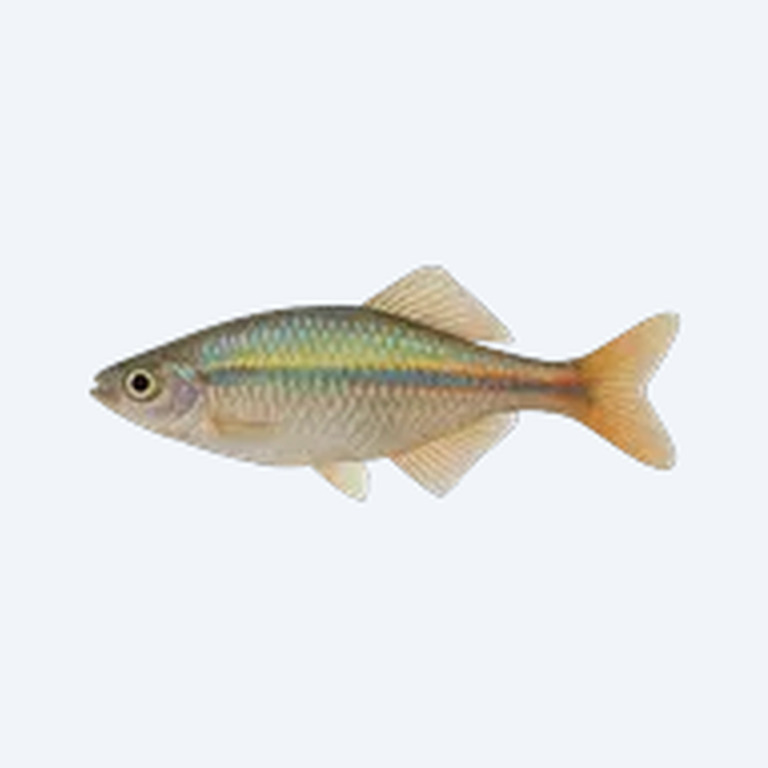 Running River Rainbowfish (Melanotaenia runningriverensis) in a freshwater aquarium