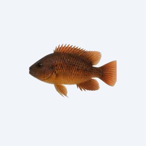 Rusty Cichlid (Cichlidae sp.) in a planted freshwater aquarium