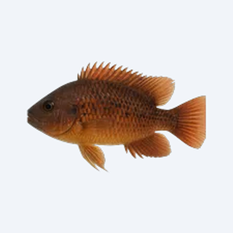 Rusty Cichlid (Cichlidae sp.) in a freshwater aquarium