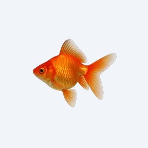 Ryukin (fancy) (Carassius auratus) in a planted freshwater aquarium