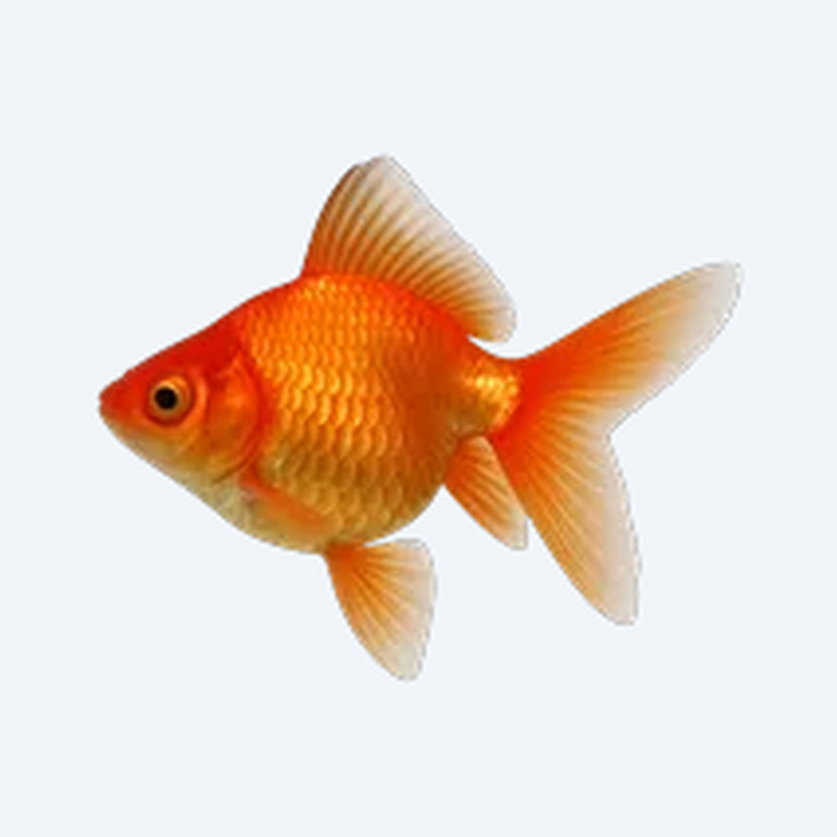 Ryukin (fancy) (Carassius auratus) in a planted freshwater aquarium