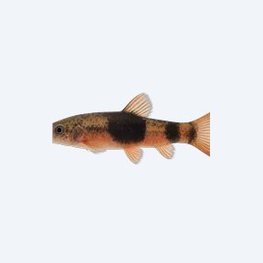 Saddle-back Loach (Cobitoidea sp.) in a planted freshwater aquarium