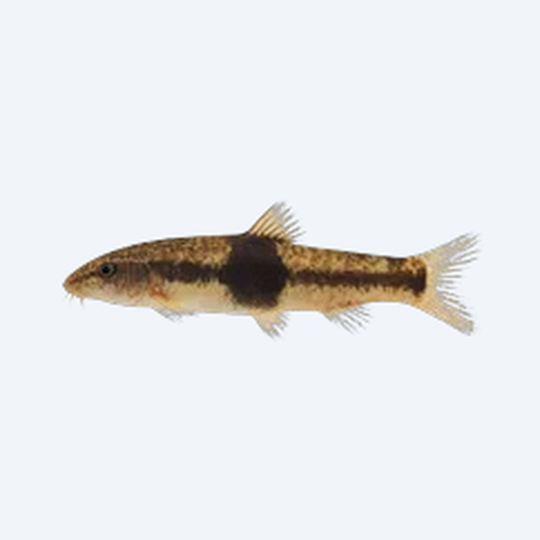 Saddle-back Loach (Cobitoidea sp.) in a freshwater aquarium