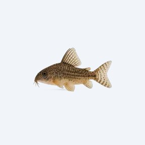 Sailfin Cory (Corydoras sp.) in a planted freshwater aquarium
