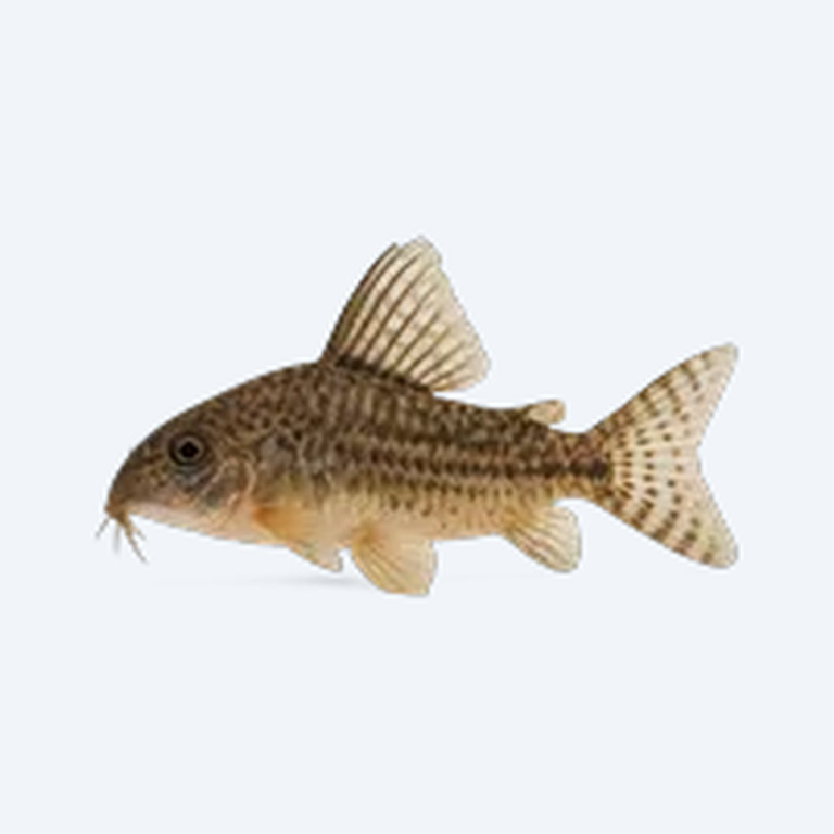 Sailfin Cory (Corydoras sp.) in a freshwater aquarium