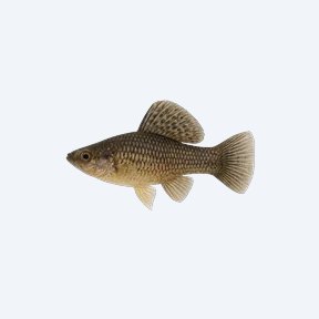 Sailfin Molly (Poecilia latipinna) in a planted freshwater aquarium