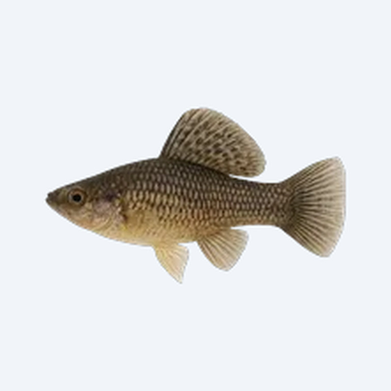 Sailfin Molly (Poecilia latipinna) in a freshwater aquarium