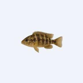 Sajica Cichlid (Cryptoheros sajica) in a planted freshwater aquarium