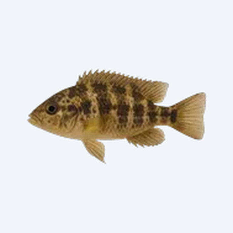 Sajica Cichlid (Cryptoheros sajica) in a freshwater aquarium