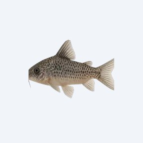 Salt And Pepper Cory (Corydoras sp.) in a planted freshwater aquarium