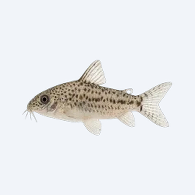 Salt And Pepper Cory (Corydoras sp.) in a freshwater aquarium