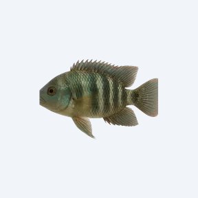Salvin's Cichlid (Cichlidae sp.) in a planted freshwater aquarium