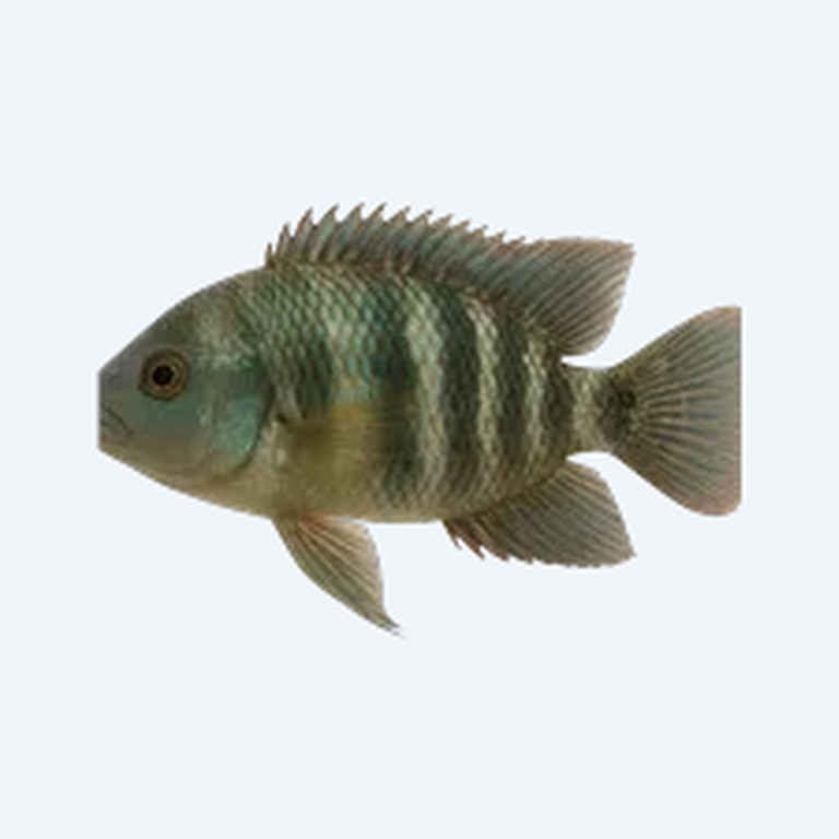 Salvin's Cichlid (Cichlidae sp.) in a freshwater aquarium