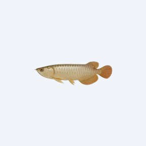 Saratoga Arowana (Scleropages jardinii) in a planted freshwater aquarium
