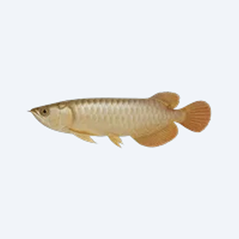 Saratoga Arowana (Scleropages jardinii) in a planted freshwater aquarium